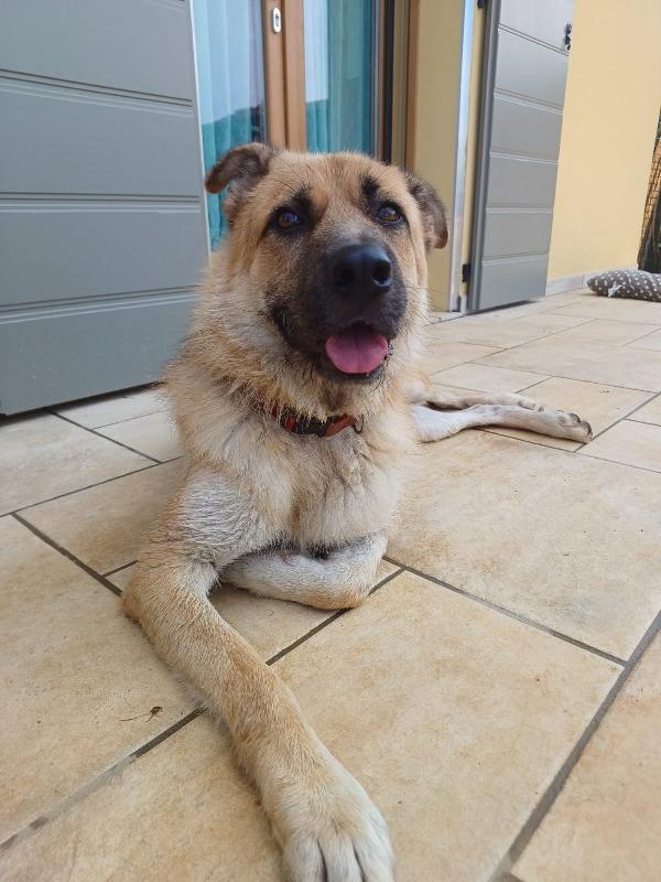 Bubu Adozione Del Cuore Per Un Cane Giocoso